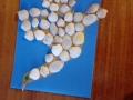 1 (15)